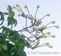 Millingtonia hortensis, Tree Jasmine, Indian Cork Tree, Maramalli, Tamil, Akash neem
