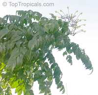 Millingtonia hortensis, Tree Jasmine, Indian Cork Tree, Maramalli, Tamil, Akash neem