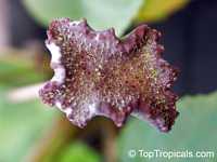 Dorstenia bahiensis, Dorstenia