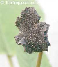 Dorstenia bahiensis, Dorstenia