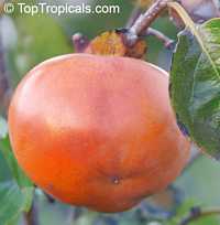Diospyros kaki, Kaki, Japanese Persimmon, Oriental Persimmon, Sharon Fruit