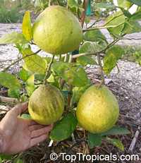 Citrus limon Ponderosa, Giant Lemon, Ponderosa Lemon, Wonder Lemon