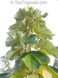 Pterospermum acerifolium