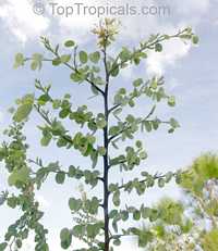 Bauhinia rufescens, Adenolobus rufescens, Bauhinia adansoniana, Kharoub, Kulkul, Nammare, Jiga, Randa Bauhinia rufescens, Adenolobus rufescens, Bauhinia adansoniana, Kharoub, Kulkul, Nammare, Jiga, Randa