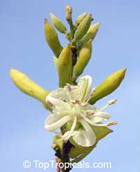 Bauhinia rufescens, Adenolobus rufescens, Bauhinia adansoniana, Kharoub, Kulkul, Nammare, Jiga, Randa Bauhinia rufescens, Adenolobus rufescens, Bauhinia adansoniana, Kharoub, Kulkul, Nammare, Jiga, Randa