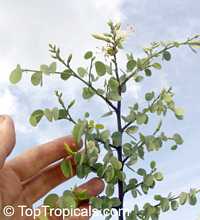 Bauhinia rufescens, Adenolobus rufescens, Bauhinia adansoniana, Kharoub, Kulkul, Nammare, Jiga, Randa Bauhinia rufescens, Adenolobus rufescens, Bauhinia adansoniana, Kharoub, Kulkul, Nammare, Jiga, Randa