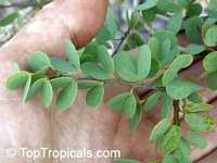 Bauhinia rufescens, Adenolobus rufescens, Bauhinia adansoniana, Kharoub, Kulkul, Nammare, Jiga, Randa Bauhinia rufescens, Adenolobus rufescens, Bauhinia adansoniana, Kharoub, Kulkul, Nammare, Jiga, Randa