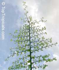 Bauhinia rufescens, Adenolobus rufescens, Bauhinia adansoniana, Kharoub, Kulkul, Nammare, Jiga, Randa Bauhinia rufescens, Adenolobus rufescens, Bauhinia adansoniana, Kharoub, Kulkul, Nammare, Jiga, Randa