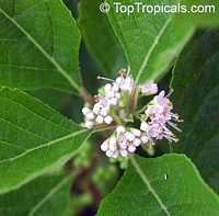 Callicarpa americana, American Beautyberry