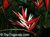 Heliconia angusta Christmas Holiday, Heliconia vaginalis, Christmas Holiday