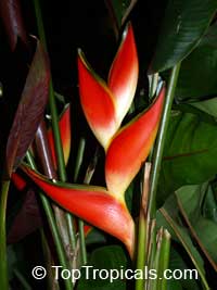 Heliconia stricta, Dwarf Jamaica Heliconia, Firebird