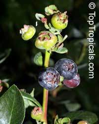 Vaccinium corymbosum Vaccinium corymbosum