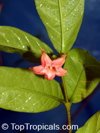Wrightia dubia, Cameraria dubia, Wrightia cambodiensis, Red Wrightia