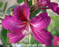 Bauhinia blakeana, Hong Kong Orchid Tree Bauhinia blakeana, Hong Kong Orchid Tree