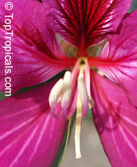 Bauhinia blakeana, Hong Kong Orchid Tree Bauhinia blakeana, Hong Kong Orchid Tree
