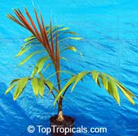 Chambeyronia macrocarpa, Red Leaf Palm, Red Feather Palm, Blushing Palm
