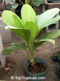 Carludovica sp., Carludovica palm, Jungle drum