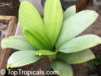 Carludovica sp., Carludovica palm, Jungle drum