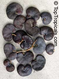 Enterolobium cyclocarpum, Monkey Ear, Ear Pod Tree, Elephant Ear Tree, Eartree, Guanacaste Tree, Arbol de Guanacaste