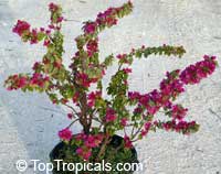 Bougainvillea arborea Dwarf, Dwarf Bonsai Bougainvillea