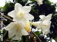 Portlandia grandiflora, Bell Flower, Glorious Flower of Cuba, White Horse Flower, Tree Lily