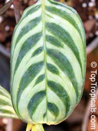 Calathea makoyana, Maranta makoyana, Peacock plant