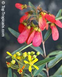 Heteropterys (Heteropteris) angustifolia, Mariposa, Red Wing