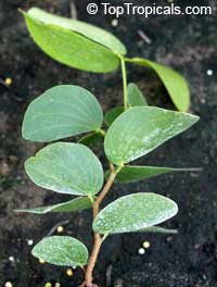 Colophospermum mopane, Mopane, Turpentine Tree 