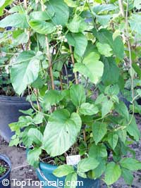 Mondia whytei , African Viagra Vine, Mukombera, White�s Ginger, Gondolosi