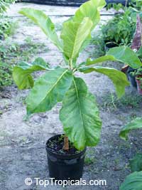 Deplanchea tetraphylla, Golden Bouquet, Yellow Pagoda Tree
