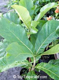Deplanchea tetraphylla, Golden Bouquet, Yellow Pagoda Tree