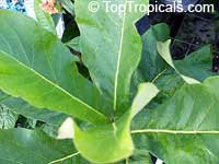 Deplanchea tetraphylla, Golden Bouquet, Yellow Pagoda Tree