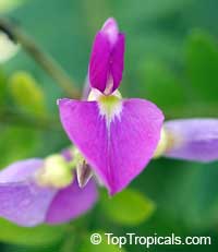 Mundulea sericea, Dalbergia sericea, Mundulea suberosa, Silver Bush, Cork Bush