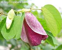 Bauhinia tomentosa, Yellow Orchid Tree, Yellow Bell Bauhinia, St. Thomas Tree Bauhinia tomentosa, Yellow Orchid Tree, Yellow Bell Bauhinia, St. Thomas Tree