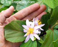 Grewia lasiocarpa , Elepants Ear Grewia, Forest Raisin, Shaggy Raisin