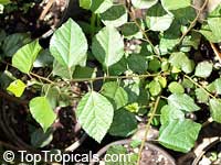 Grewia robusta, Raisin Bush