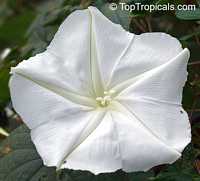 Calonyction aculeatum, Ipomoea alba, Giant moonflower