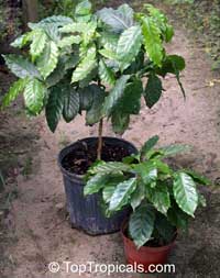 Coffea arabica, Coffee Coffea arabica, Coffee