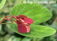 Bauhinia pottsii, Orchid Tree