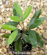 Deinbollia oblongifolia