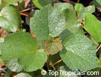 Dombeya rotundifolia, Wild Pear