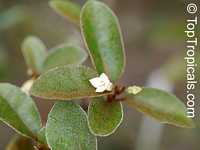 Elaeagnus philippinensis