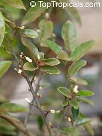 Elaeagnus philippinensis