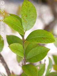 Elaeagnus philippinensis
