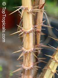 Bactris gasipaes