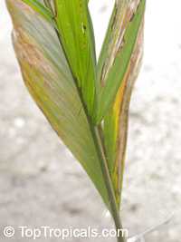 Bactris gasipaes