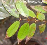 Marlierea edulis, Rubachia glomerata, Cambuca, Cambuca-Verdadeiro, Cambucaseiros