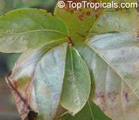Nauclea latifolia, Sarcocephalus latifolius 
