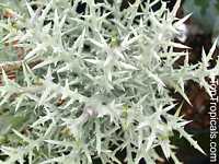 Euphorbia stenoclada, Silver Thicket