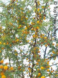 Acacia farnesiana, Mimosa farnesiana, Yellow Mimosa, Sweet Wattle Acacia farnesiana, Mimosa farnesiana, Yellow Mimosa, Sweet Wattle